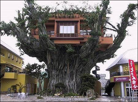 Tree House 8